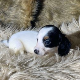 Opal READY X-MAS WEEK - Piebald female Dachshund puppy in Purdy, Missouri from Shotgun Pups