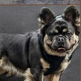 Boo - Pekingese