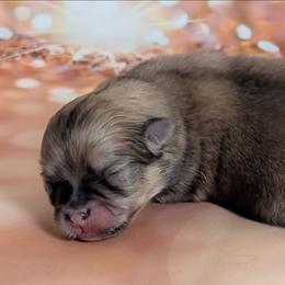 Girl 2 - Orange sable female Pomeranian puppy in Fultonville, New York from Sandy Aussies & Pomeranians