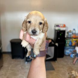 Boy 2 - Cream male Dachshund puppy in Las Animas, Colorado from J&D Dachsies