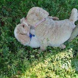 Dalmatian and Poodle Puppies from Leah Reeves