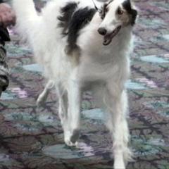 Borzoi All Grown Up from Agust Borzoi