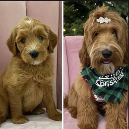 Foxy - Australian Labradoodle