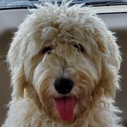Labradoodles and Poodles from Labradoodles of North Texas