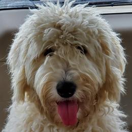 Labradoodles and Poodles from Labradoodles of North Texas
