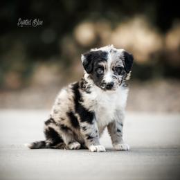Rachel Alexandra - Blue merle female Miniature American Shepherd puppy in Herriman, Utah from Painted Blue Aussies