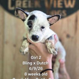 Girl 2 - Blue mottled female Australian Cattle Dog puppy in Monroe, North Carolina from Creek View Cattle Dogs