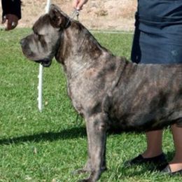 Cane Corso from Barry Gorelick's Cane Corsos