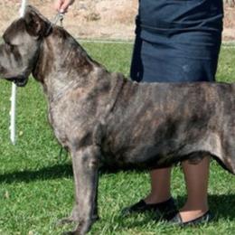 Cane Corso from Barry Gorelick's Cane Corsos