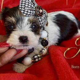JoHana - Parti female Yorkshire Terrier puppy in Prosper, Texas from DaintyDawlz