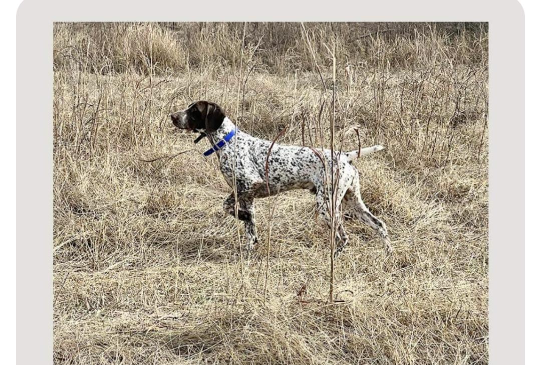 Cedarhills in Tennessee | German Shorthaired Pointer, Goldendoodle or ...
