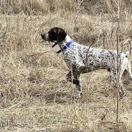 German Shorthaired Pointers from Cedarhills