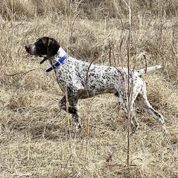 German Shorthaired Pointers from Cedarhills