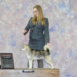 Alaskan Klee Kai All Grown Up from Nornir Kennels