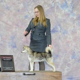 Alaskan Klee Kai All Grown Up from Nornir Kennels