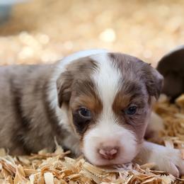 Banks AKC - Red merle male Australian Shepherd puppy in Polk City, Florida from Skaky Shepherds