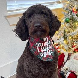 Double Doodles, Goldendoodles, and Labradoodles from Godley Doodles Of Texas
