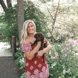 Goldendoodle, Golden Retriever, and Labrador Retriever Puppies from Cornerstone Kennels