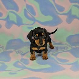 Dachshund Puppies from Newbern's Nuggets