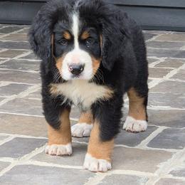 Isla...  Green Collar snap on - Black tan and white female Bernese Mountain Dog puppy in Gaffney, South Carolina from Circle D Farms