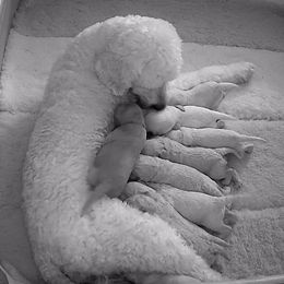 Goldendoodles from Tennessee Dandy Doodles