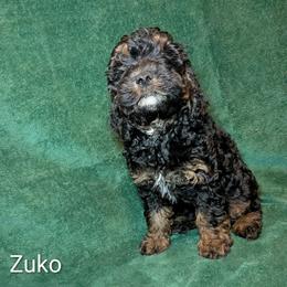 Zuko - Black and tan male Cockapoo puppy in Sunset, Louisiana from Cano Cockapoos
