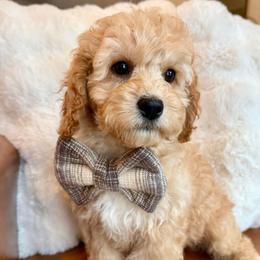 Clarence Everett - male Cavapoochon puppy in Lucas, Ohio from Apricot Lane Puppy