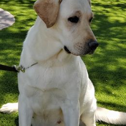 Labrador Retriever All Grown Up from Daisy Mountain Labs