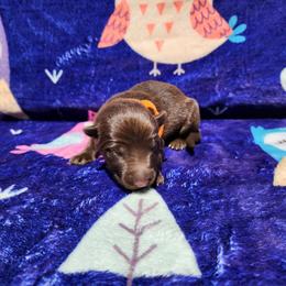 Moonstar - Liver female German Shepherd puppy in Los Lunas, New Mexico from Mali's German Shepherds LLC