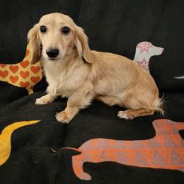 Dachshund Puppies from Monahan Dachshunds
