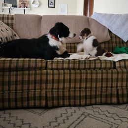 Border Collie Puppies from Cullins Collies