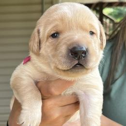 Pink collar female - Yellow female Labrador Retriever puppy in Stokesdale, North Carolina from Belews Creek Gundogs