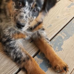 Australian Shepherd Puppies from Covenant View Farm Australian Shepherds