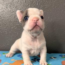 Girl 1 - Blue fawn female French Bulldog puppy in Spanaway, Washington from Frog Faced Frenchies