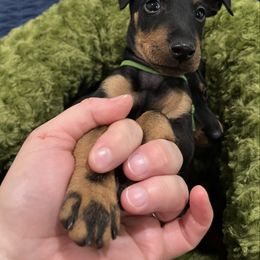 Female 2 - Black and tan female Manchester Terrier puppy in Lyman, Virginia from Raintree Manchester Terriers