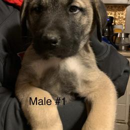 Male 1 - Fawn male Anatolian Shepherd Dog puppy in Daggett, Michigan from T&S Anatolians