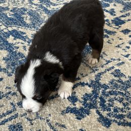 Miniature Australian Shepherd Puppies from Rolling Waves Mini Aussie