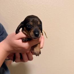 Yellow - Wild boar female Dachshund puppy in Modesto, California from Once Upon a Mini Dachshund