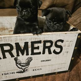 Peanut Butter - Black female Pug puppy in Saint Pauls, North Carolina from Copperfield’s Goldens