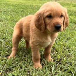 Golden Retriever Puppies from KnL Golden Acres