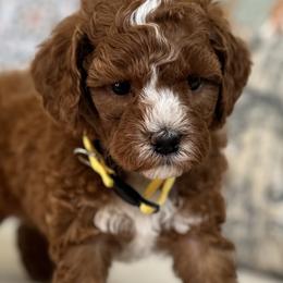 Tybee - Red male Cavapoo puppy in Beckley, West Virginia from By Design Doodles