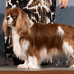 Grand Champion Logan - Cavalier King Charles Spaniel