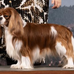 Grand Champion Logan - Cavalier King Charles Spaniel