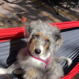 Aussiedoodles and Havapoos from What’s knot to love