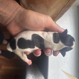 Girl 3 - Parti female Miniature Schnauzer puppy in Dunlap, Tennessee from Beards of Glory