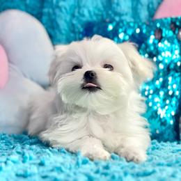 Boy 3 - White male Maltese puppy in Arab, Alabama from Always Maltese