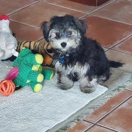 Yorkipoo Puppies from TheSocialk9