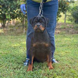 Light Pink Collar - Black and mahogany female Rottweiler puppy in Batesburg, South Carolina from Vom Haus Bulnes