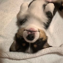 Giorgio Armani - Black and tan Pembroke Welsh Corgi puppy in Colorado from Poppy's Puppies