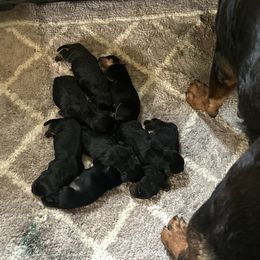 Boy 2 - Black and mahogany male Rottweiler puppy in Buskirk, New York from Misjef Rottweilers